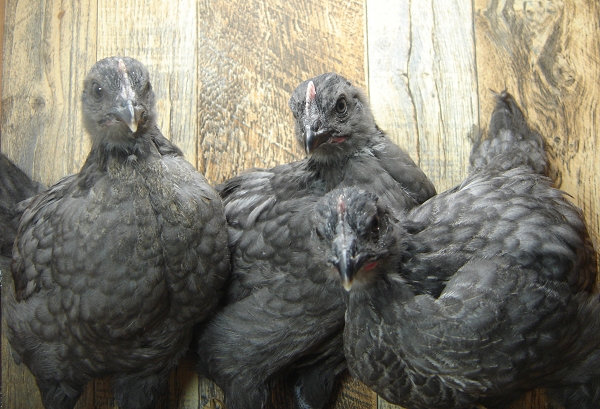 3 Pullet Chicks Week 4 - Steel Blues